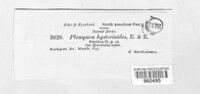 Graphyllium hysterioides image